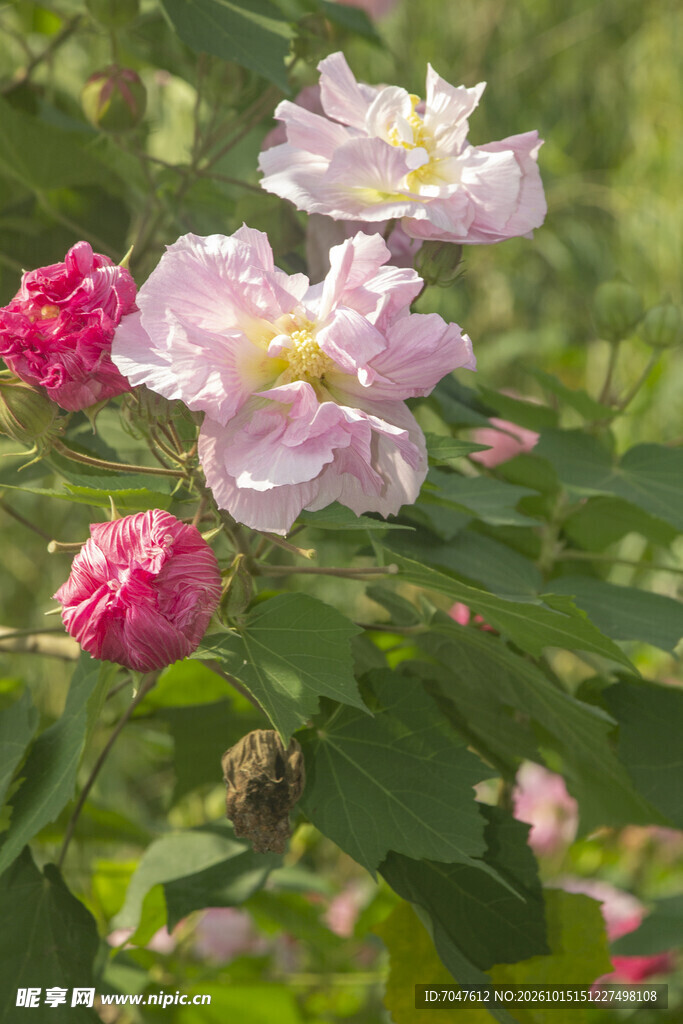 秋日绽放的粉色木芙蓉花