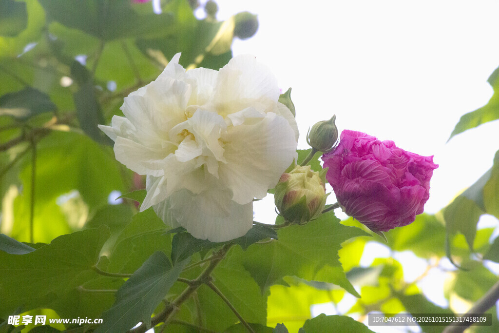 秋日绽放的粉色木芙蓉花