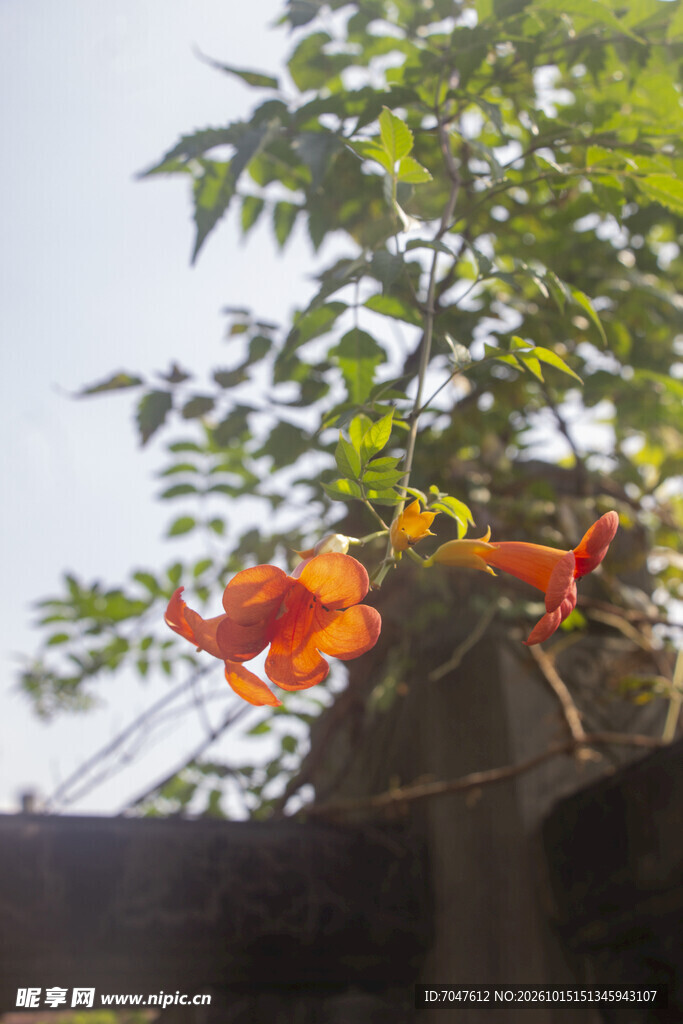 枝头艳丽凌霄花