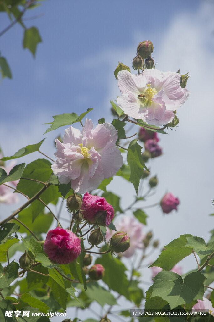 蓝天映衬下的木芙蓉