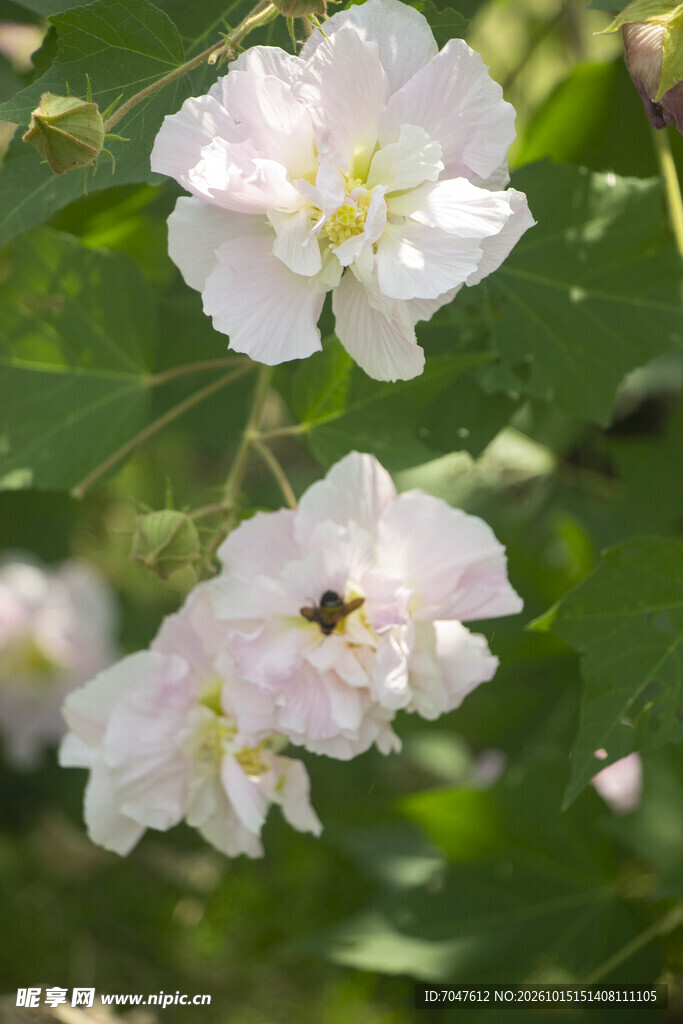 木芙蓉淡粉素雅小花特写