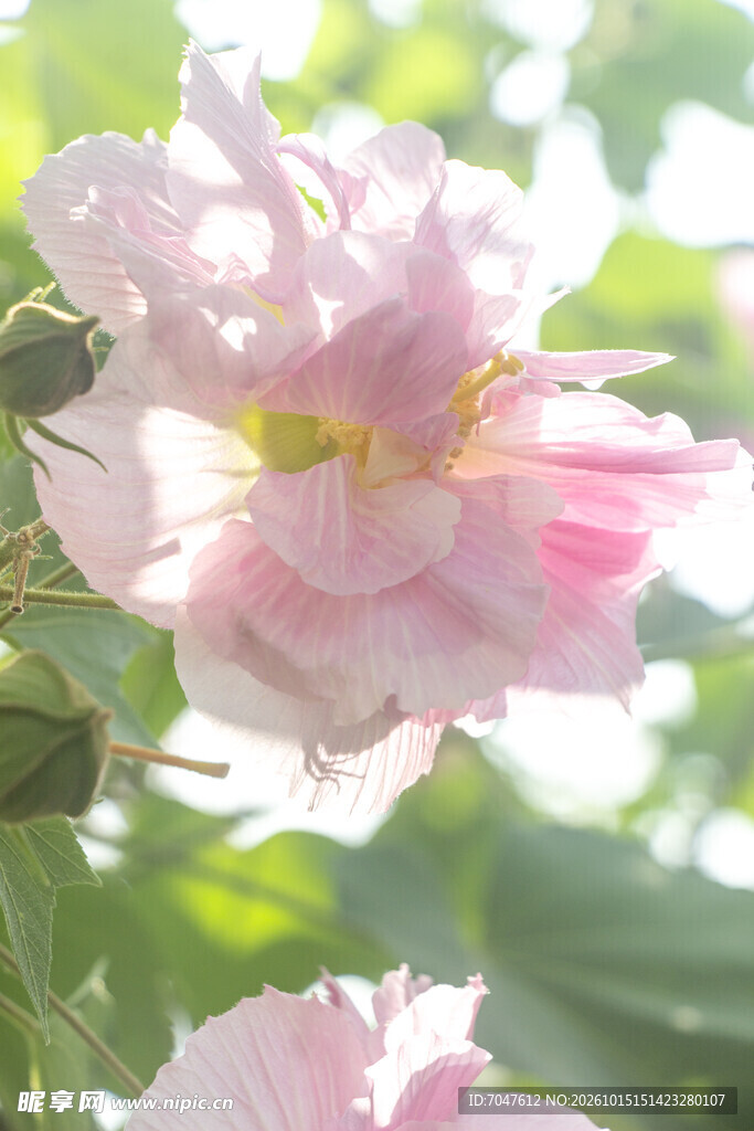 逆光朦胧粉色木芙蓉