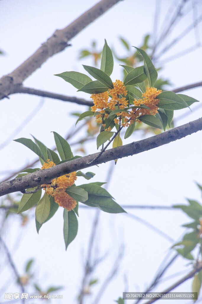 柔焦桂花枝头小景