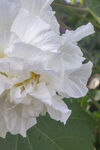 白色木芙蓉花卉微距特写