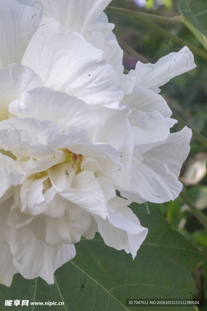白色木芙蓉花卉微距特写