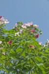 蓝天旁盛放的木芙蓉