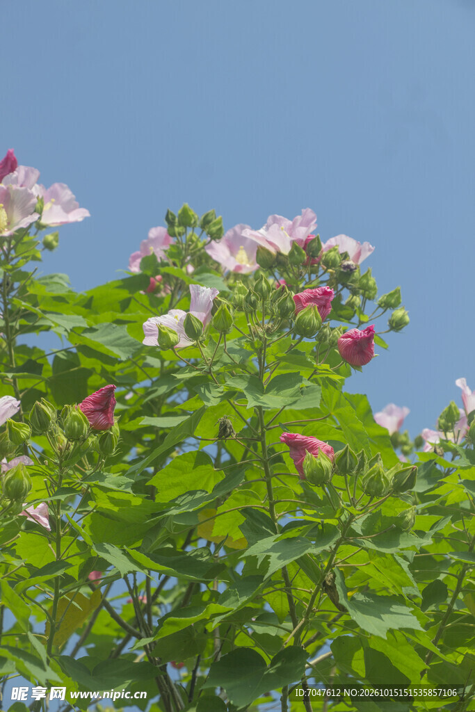 蓝天旁盛放的木芙蓉