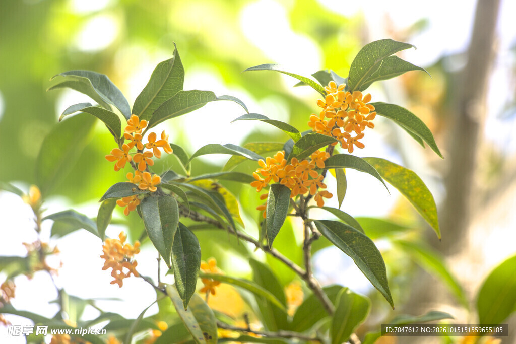 阳光下的丹桂桂花花枝