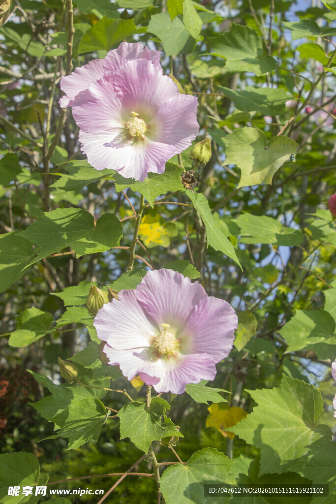 秋日绽放的粉色木芙蓉花