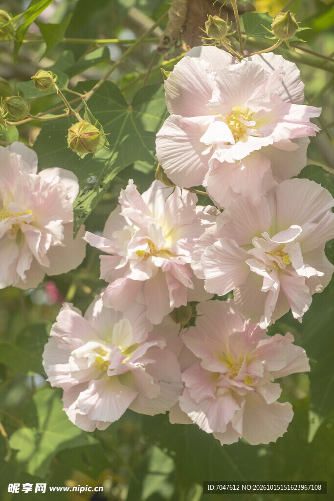 木芙蓉阳光下浅粉花簇