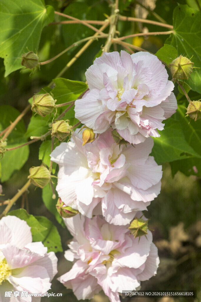 秋日绽放的粉色木芙蓉花