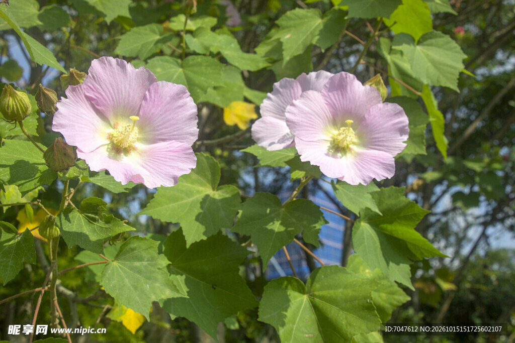 两朵淡粉木芙蓉