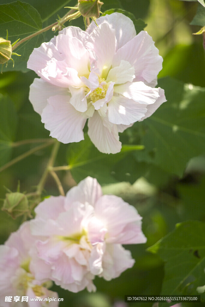 秋日绽放的粉色木芙蓉花