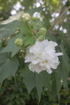 白色重瓣木芙蓉