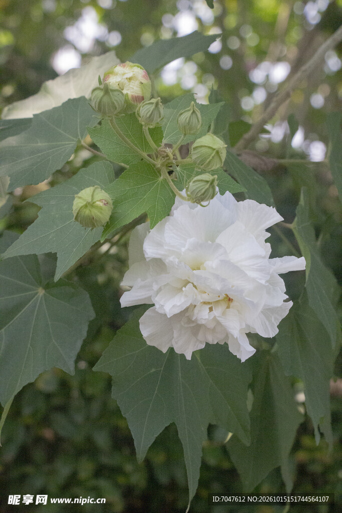 白色重瓣木芙蓉