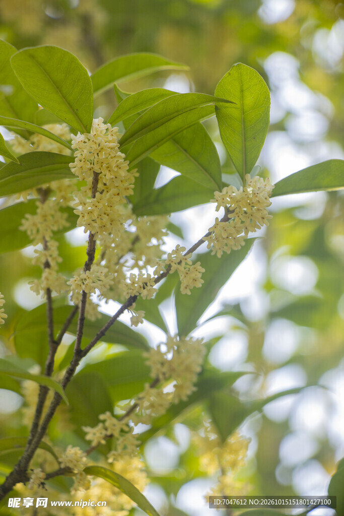 秋天枝头盛开的银桂花