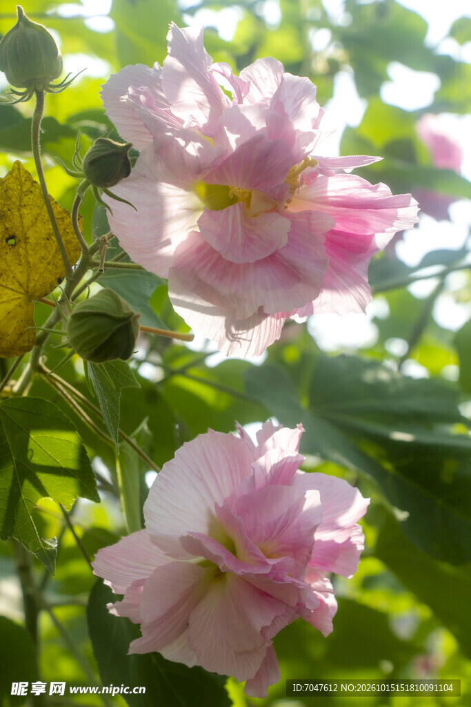 逆光下的粉色木芙蓉