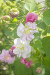 枝头木芙蓉花绽放