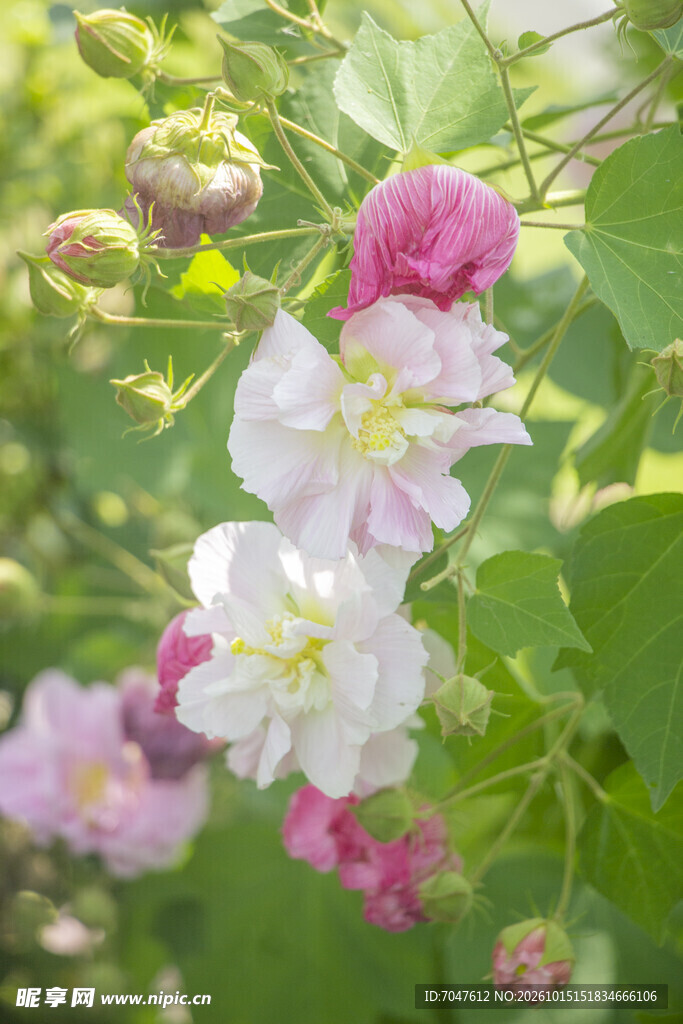 枝头木芙蓉花绽放