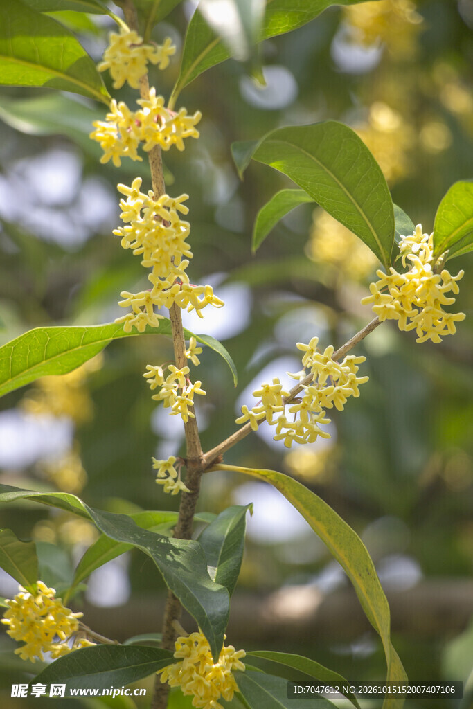 枝头桂花飘香