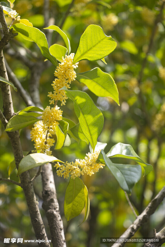 金桂花开枝叶间