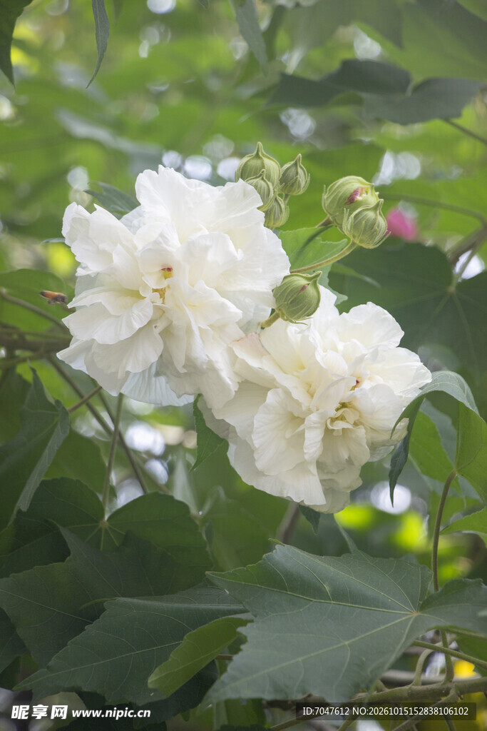 白色木芙蓉花特写