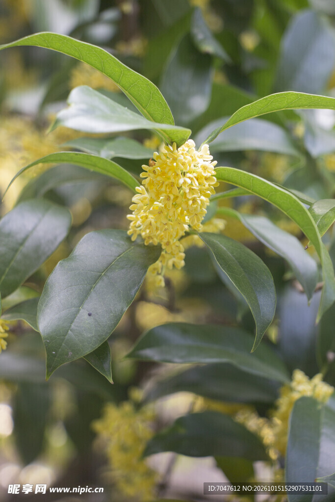 秋日金桂花开