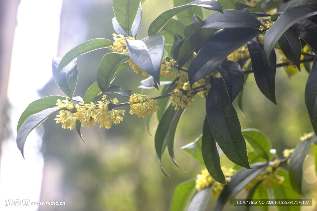 朦胧金桂花枝