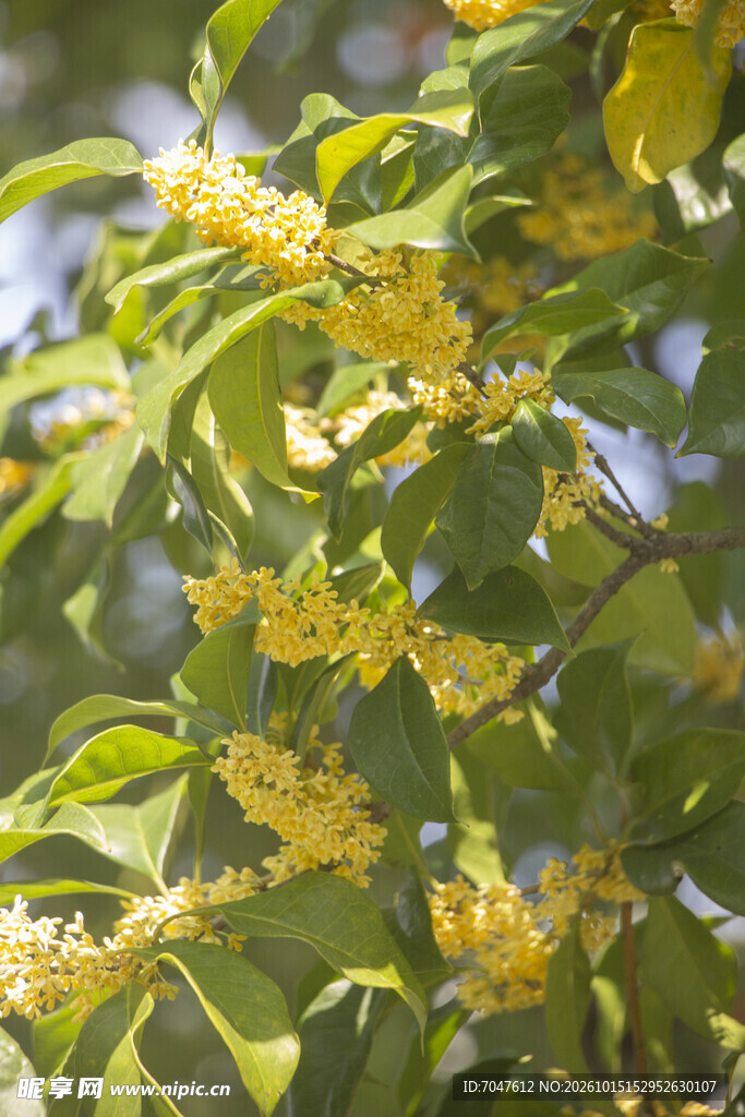 金桂花开满枝头