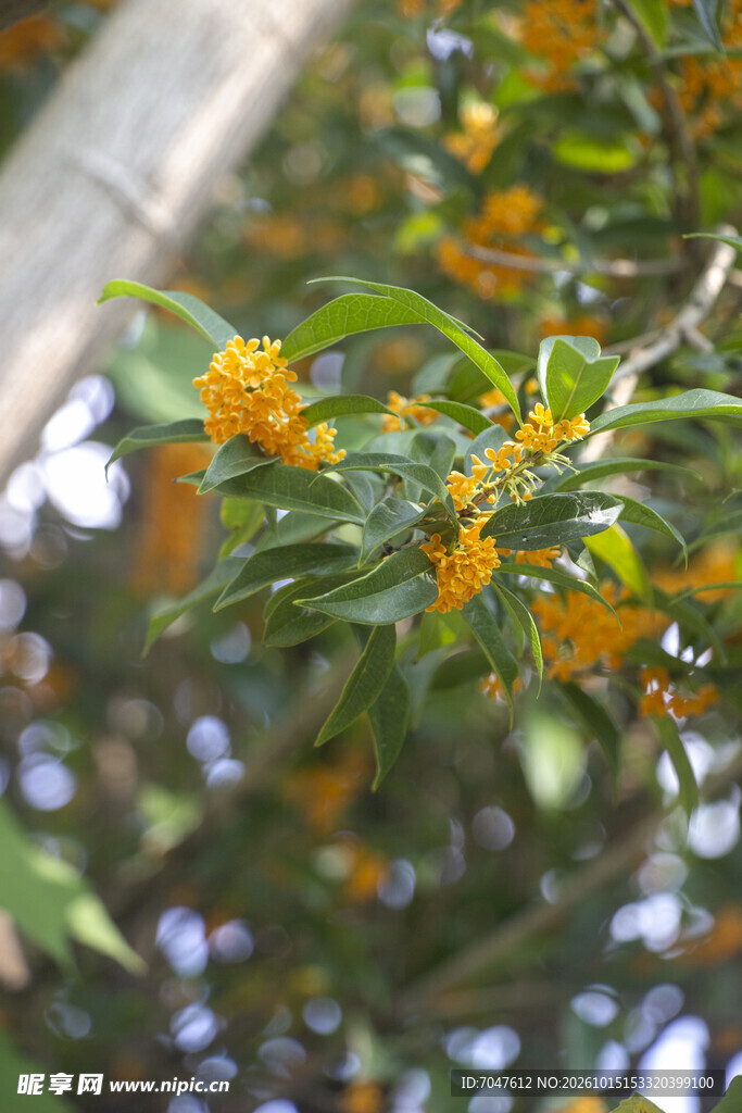 秋天枝头盛开的丹桂花