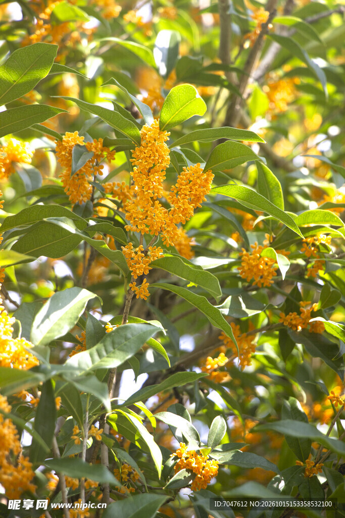 丹桂花开满枝头