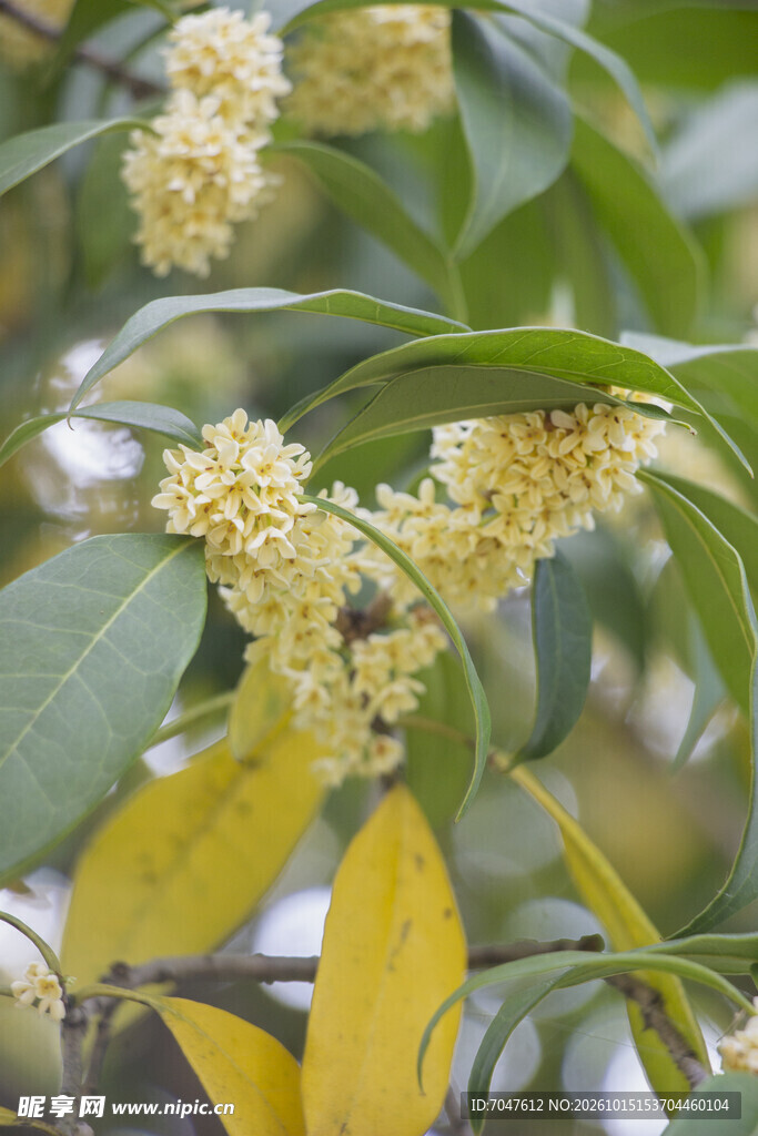 秋日桂花枝头绽放