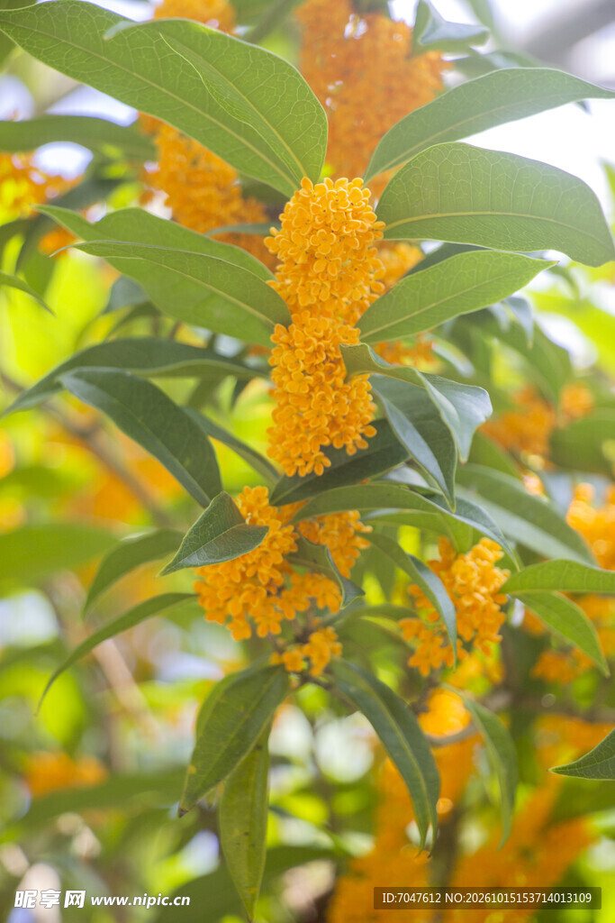 金桂花开秋意浓
