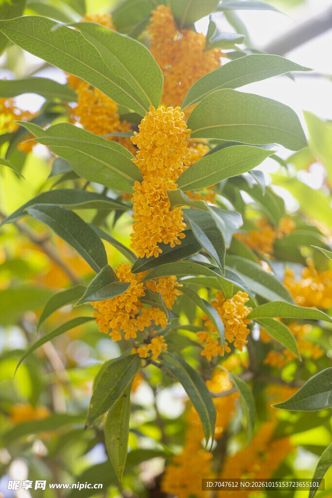 橙黄丹桂桂花花朵枝叶