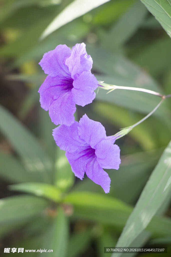 翠芦莉两朵紫色小花特写