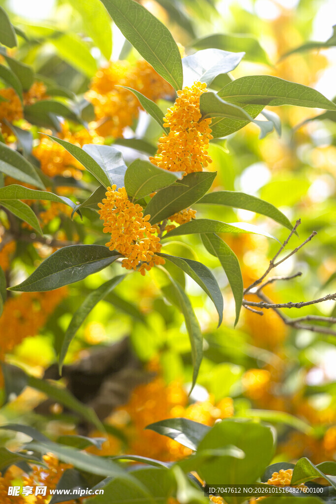 阳光下的金桂花开