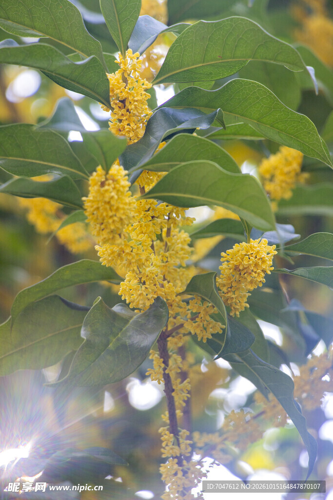 金桂飘香花枝特写