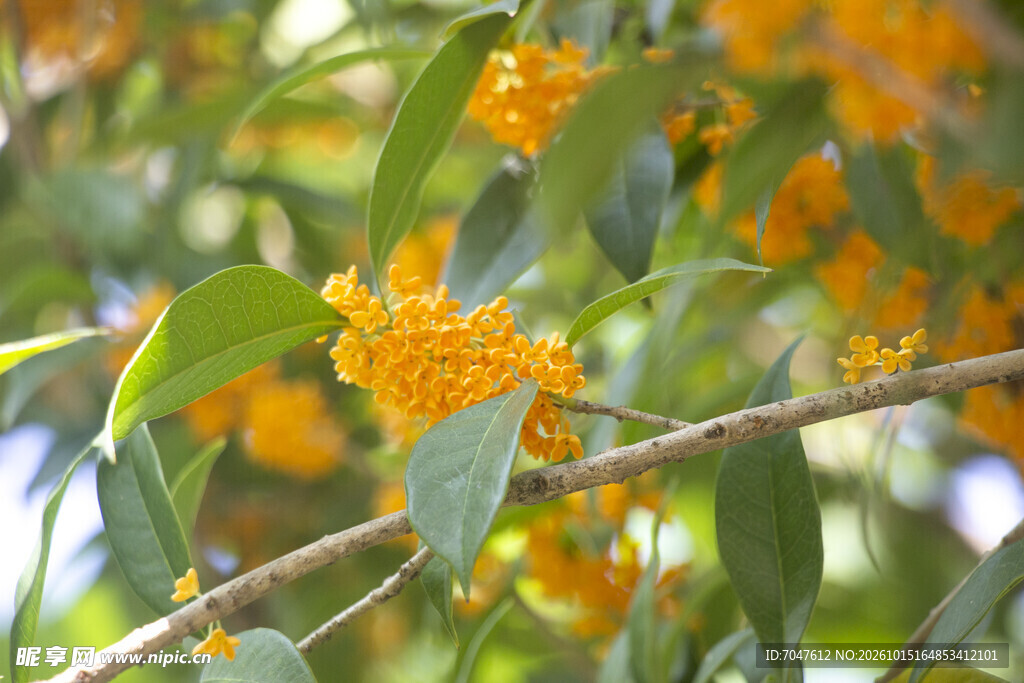 丹桂飘香花枝特写