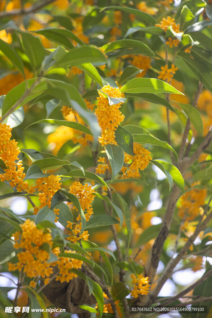 桂花丹桂飘香满枝头