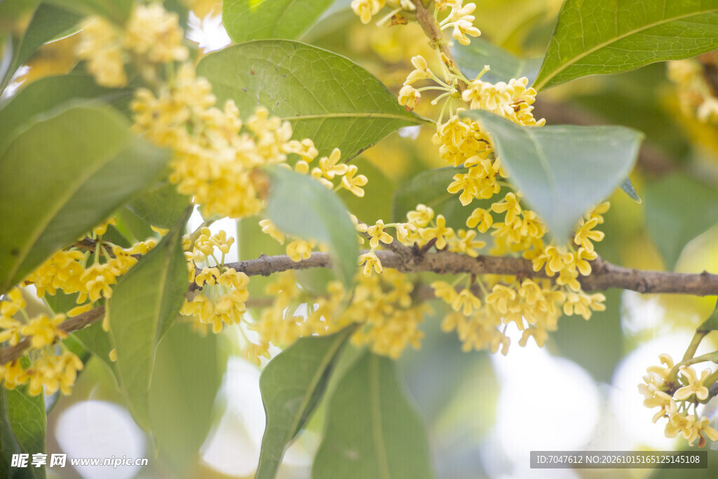 金桂飘香花枝特写