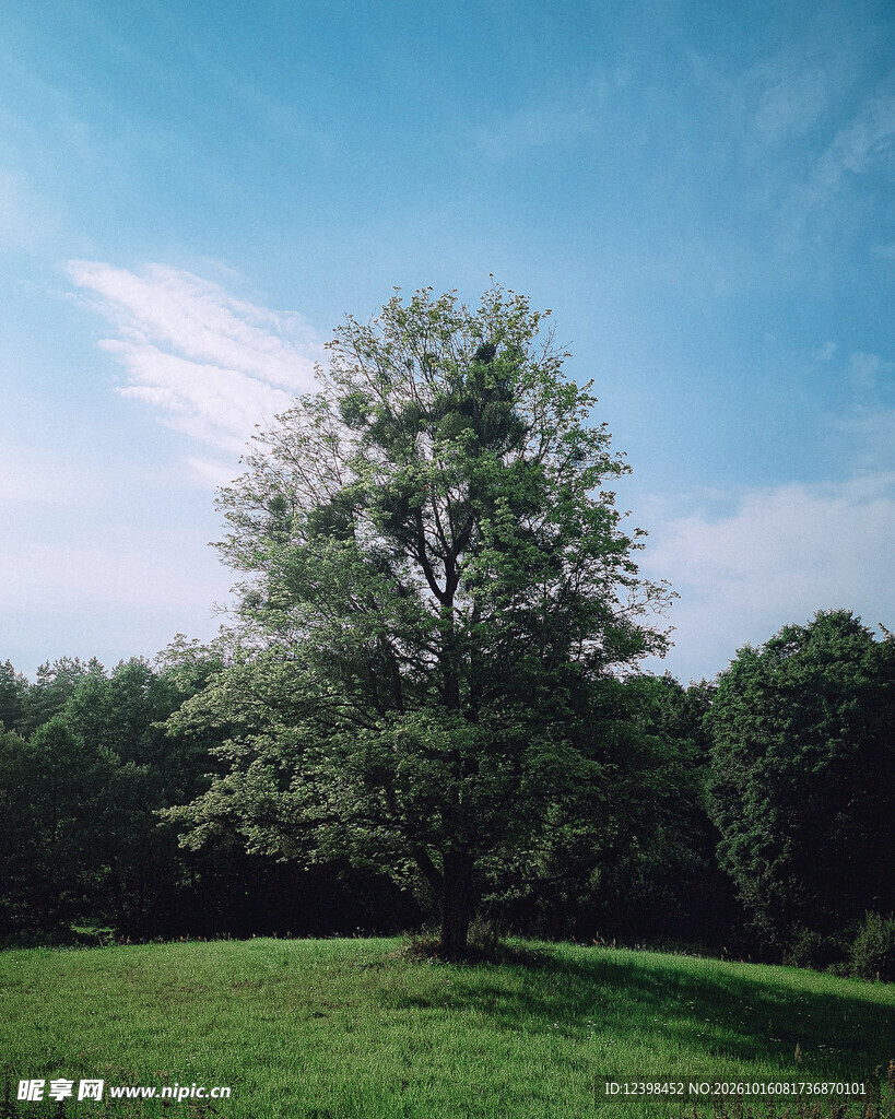草坪孤树