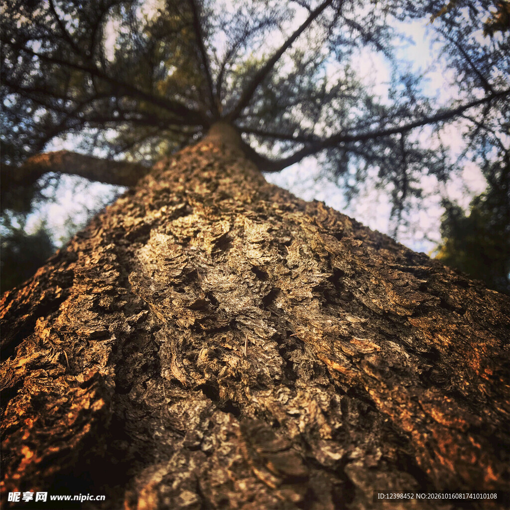 参天古树