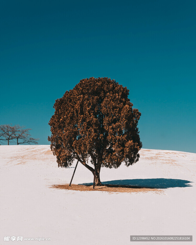 雪原孤树