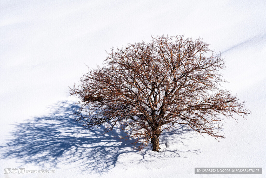 雪地孤树