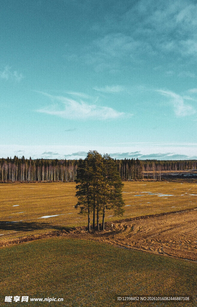 原野孤树