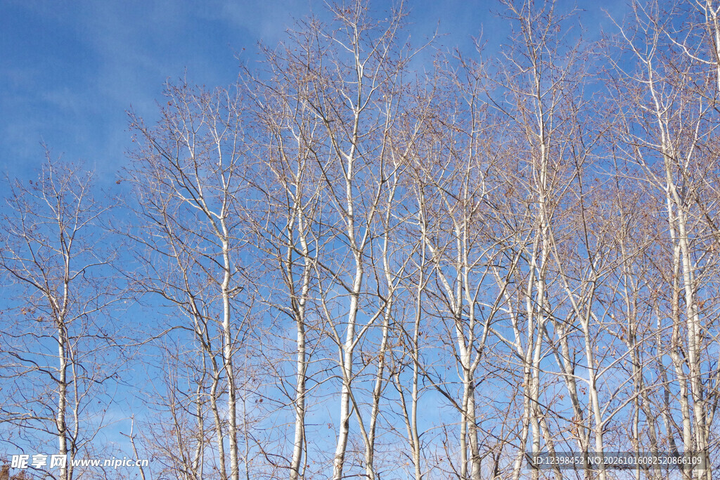 光秃树林