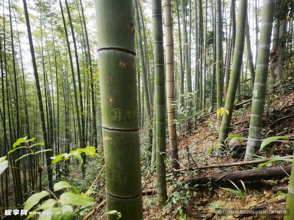 楠竹