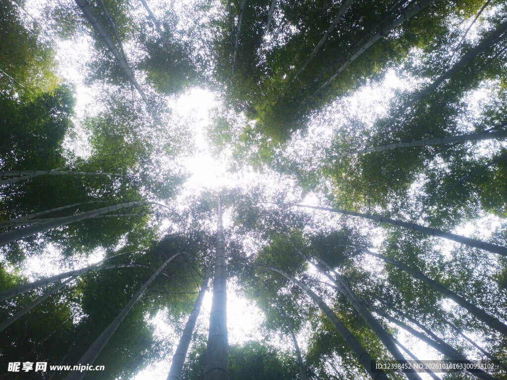 树下仰拍林隙阳光