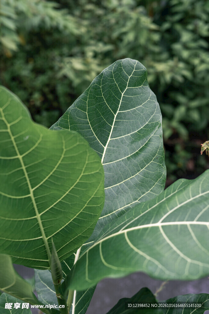 绿植叶片叶脉