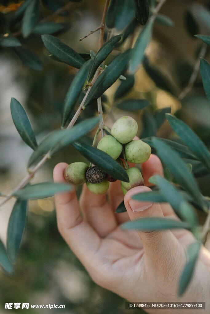 手摘青橄榄